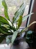Aglaonema