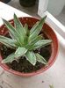 Agava Victoria regine
