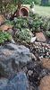 Sempervivum mix
