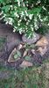 Opuntia spp - philadelphus coronarius