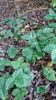 fragaria vesca