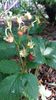 fragaria vesca