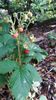 fragaria vesca