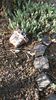 Sedum rupestre