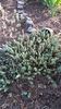 Sedum rupestre