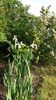 Iris siberica alba