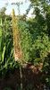 eremurus robustus