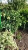 Laburnum anagroides