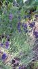 lavandula "hydcote blue"