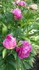 Paeonia pink spp