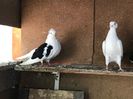 Cazaca matca