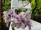 Bougainvillea