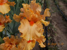 bz-r2,8-orange king-16