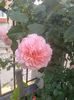 rose de tolbiac