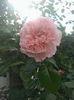rose de tolbiac