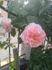 rose de tolbiac