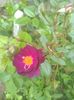 violette