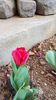 IMG-20200405-WA0012