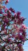 IMG-20200405-WA0013