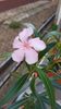 IMG-20200405-WA0014