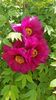 IMG-20200419-WA0012