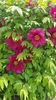 IMG-20200419-WA0013