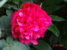 Rosea Plena