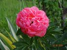 Pink Hawaiian Coral