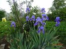 pallida