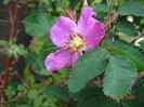 rosa pendulina Harstad