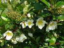 spinossisima Repens