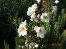 spinosissima Altaica