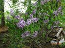 syringa Palibin