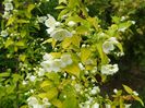 philadelphus Aureus
