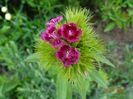 dianthus barbatus