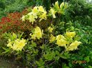 azalea Goldtopas