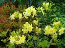 azalea Goldtopas