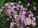 weigela Pink Poppet