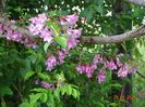 weigela Pink Princess