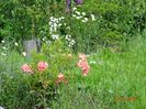 azalea Corneille