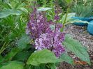 syringa Minuet