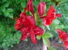 azalea Doloroso