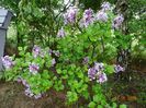 syringa Palibin