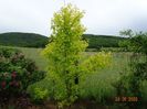acer negundo Kelly's Gold