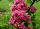 crataegus Paul Scarlet