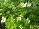 viburnum xanthocarpum