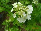 viburnum xanthocarpum