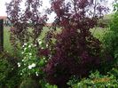 cotinus coggyria Royal Purple