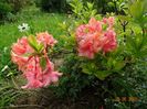 azalea Corneille