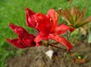 azalea Fireball